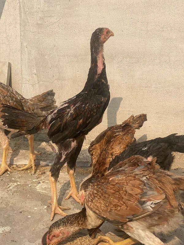 King Shamo chicks available for sale Urgent 3