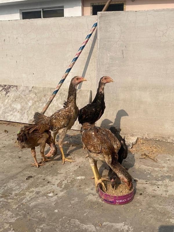 King Shamo chicks available for sale Urgent 5