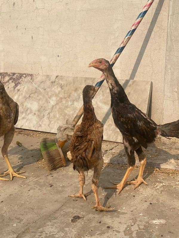 King Shamo chicks available for sale Urgent 6