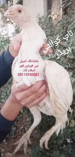 Heera Breeder/ Patha/ male/ Madi/ Eggs / Chicks / Breeder / madi