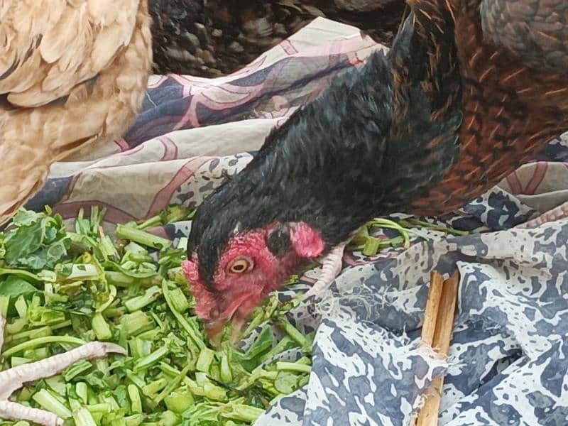 aseel hen for sale 2