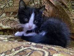 Female kitten price only 6k Whatsapp number 83497596270