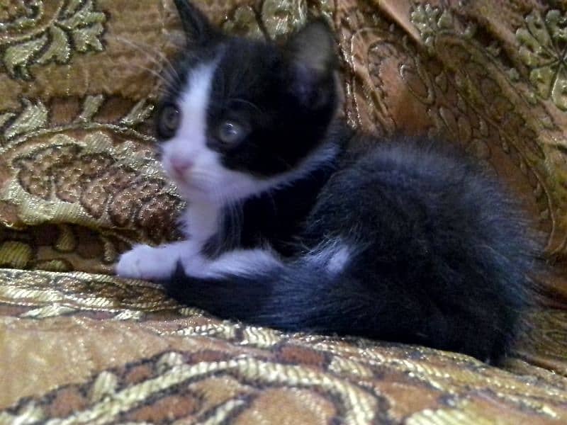 Female kitten price only 6k Whatsapp number 83497596270 1