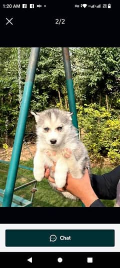 Siberian husky puppy for sale hai03231150759