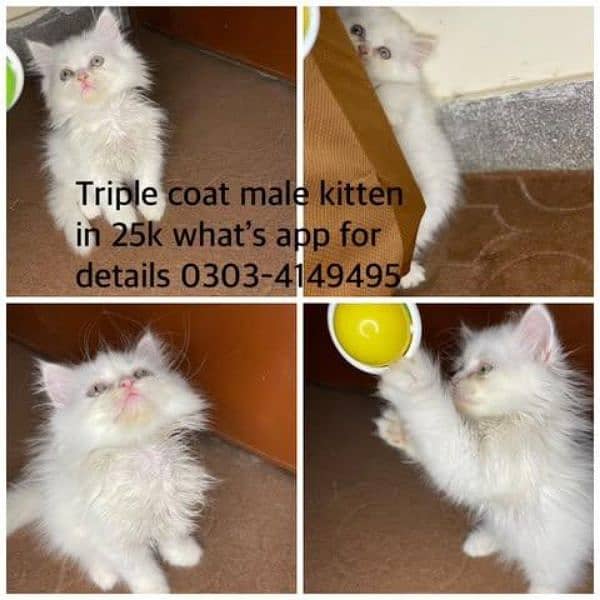 Punch face triple coat male kitten 0