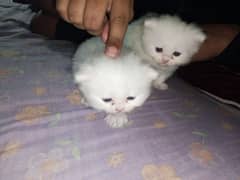 Pure persian pair