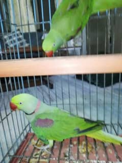 parrot pair