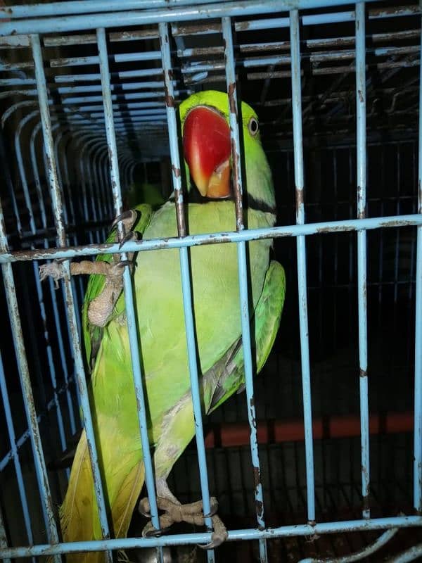 parrot pair 1