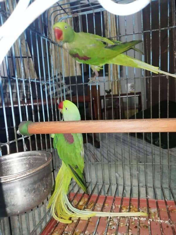 parrot pair 3