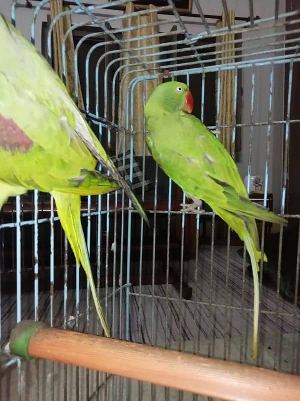 parrot pair 4