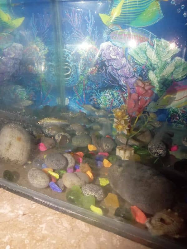 aquarium for sale with almost 15 fish. 0