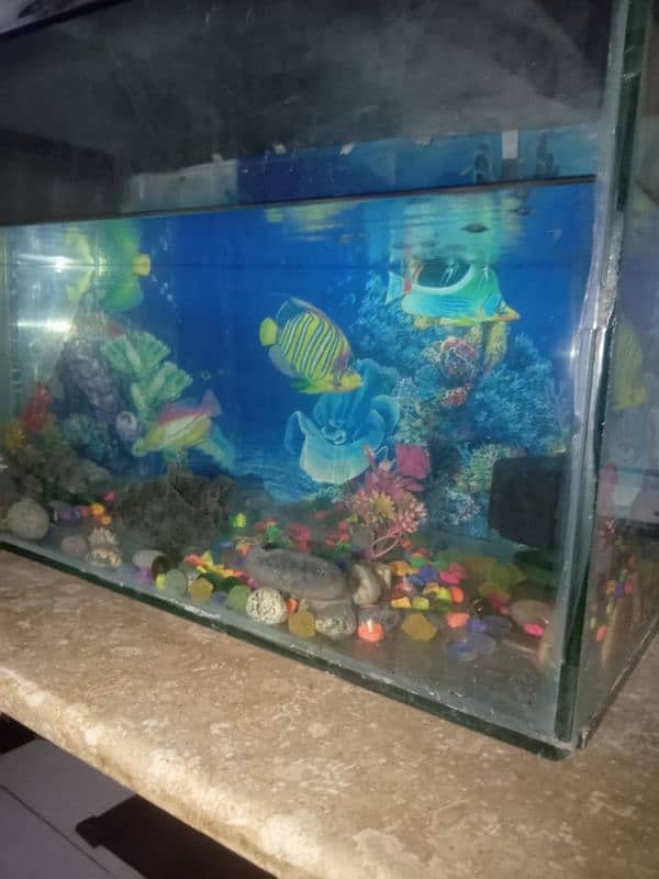 aquarium for sale with almost 15 fish. 1