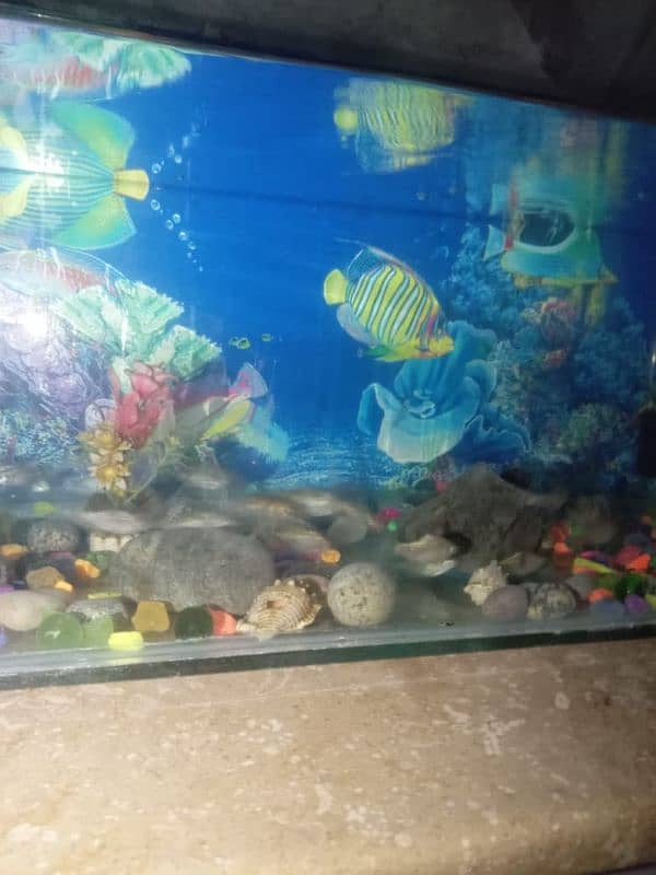 aquarium for sale with almost 15 fish. 2