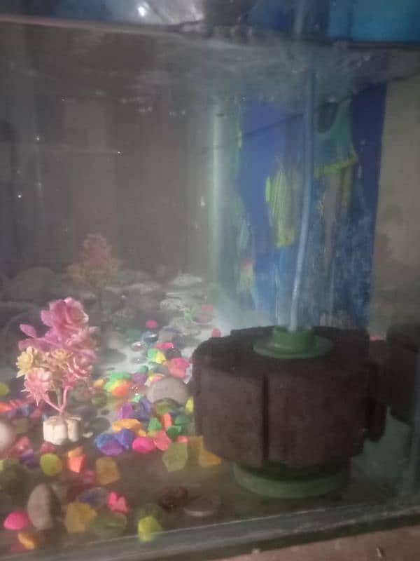 aquarium for sale with almost 15 fish. 4