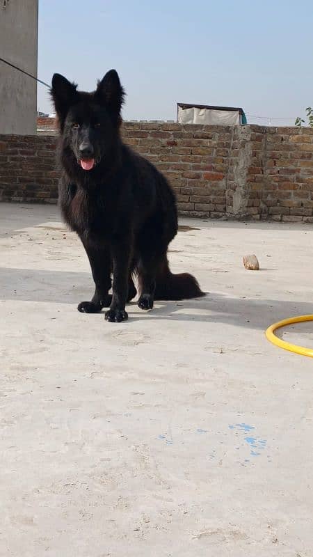 Black Garman shepherd Male 0