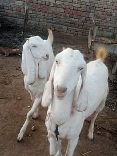 2 Female Goats