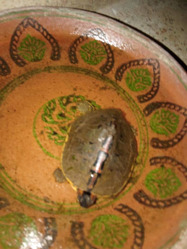 Indian Roofed Turtle 0