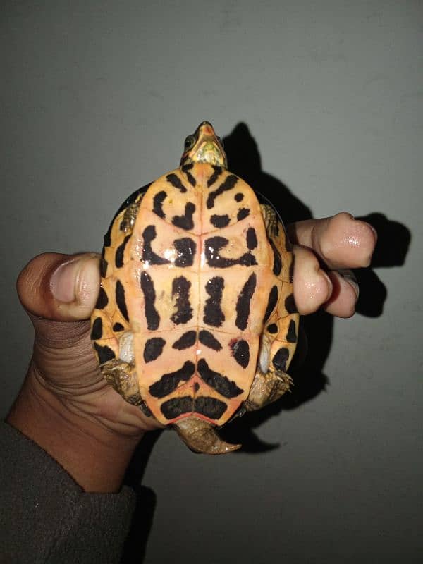 Indian Roofed Turtle 1