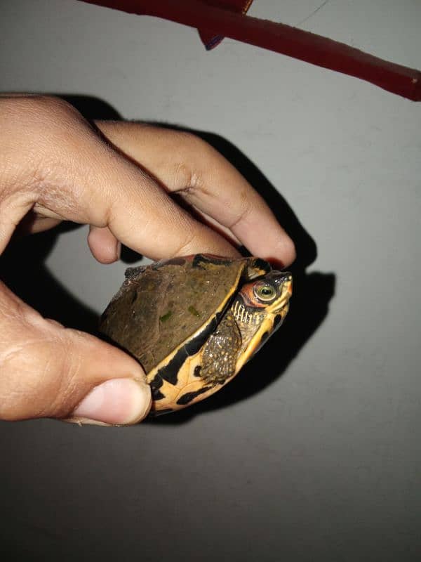 Indian Roofed Turtle 2