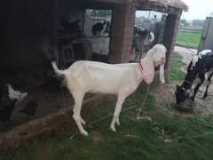 pure rajnpuri bakri top Quality