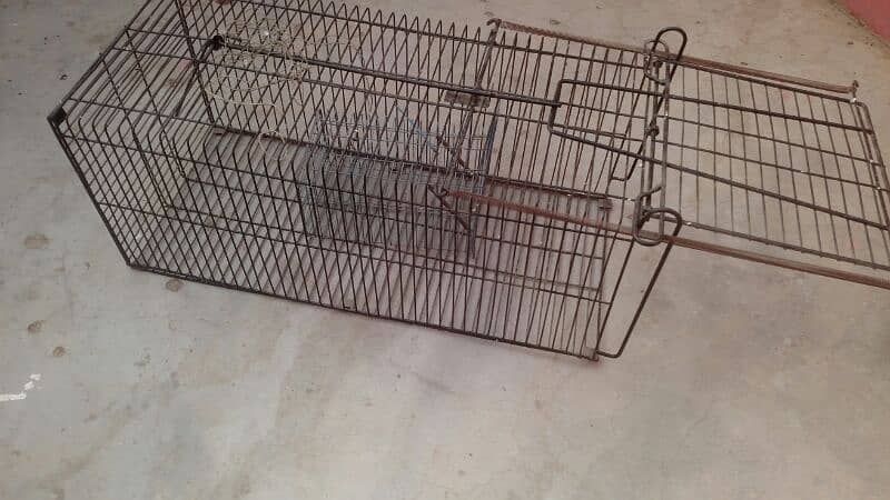 Animals Cage 4