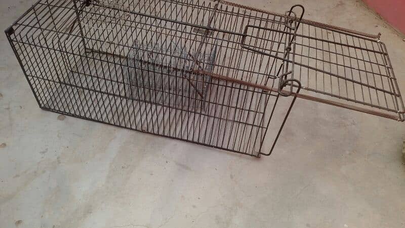 Animals Cage 5