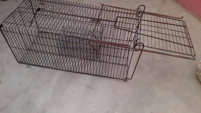 Animals Cage 6