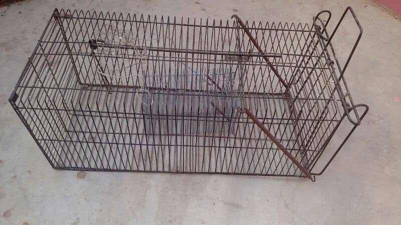 Animals Cage 8