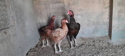 Mianwali Aseel Murgha Murghi Available for sale