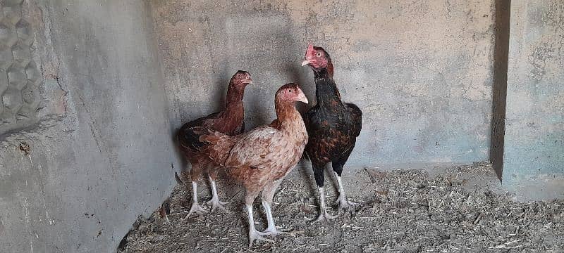 Mianwali Aseel Murgha Murghi Available for sale 0