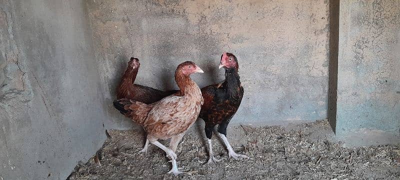 Mianwali Aseel Murgha Murghi Available for sale 1