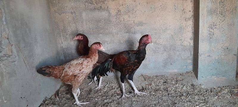 Mianwali Aseel Murgha Murghi Available for sale 2