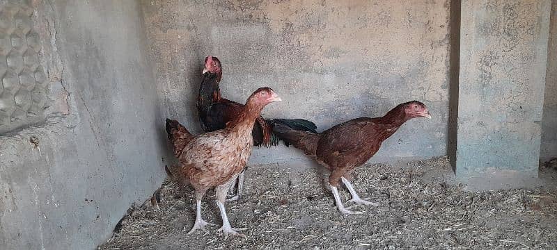 Mianwali Aseel Murgha Murghi Available for sale 3