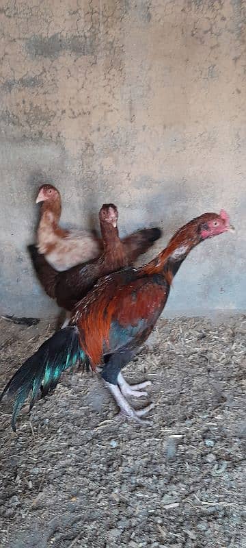 Mianwali Aseel Murgha Murghi Available for sale 5