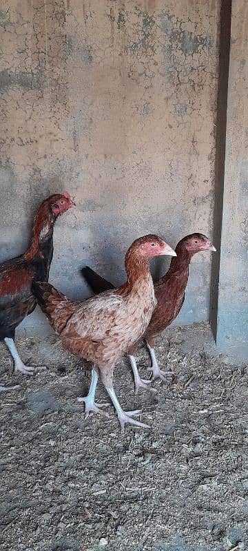 Mianwali Aseel Murgha Murghi Available for sale 8