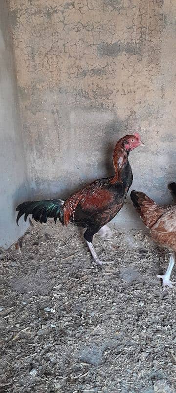 Mianwali Aseel Murgha Murghi Available for sale 9