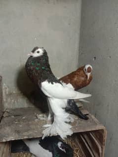 Megpei home breed pigeons