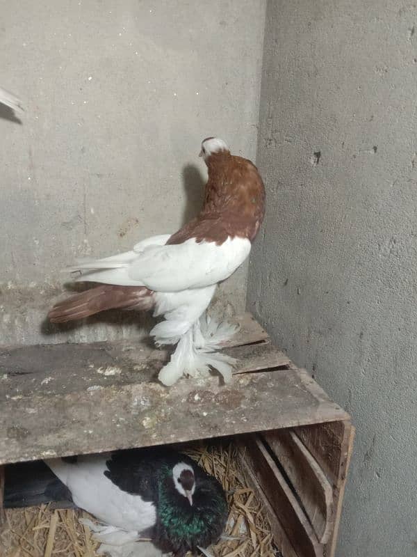 Megpei home breed pigeons 1