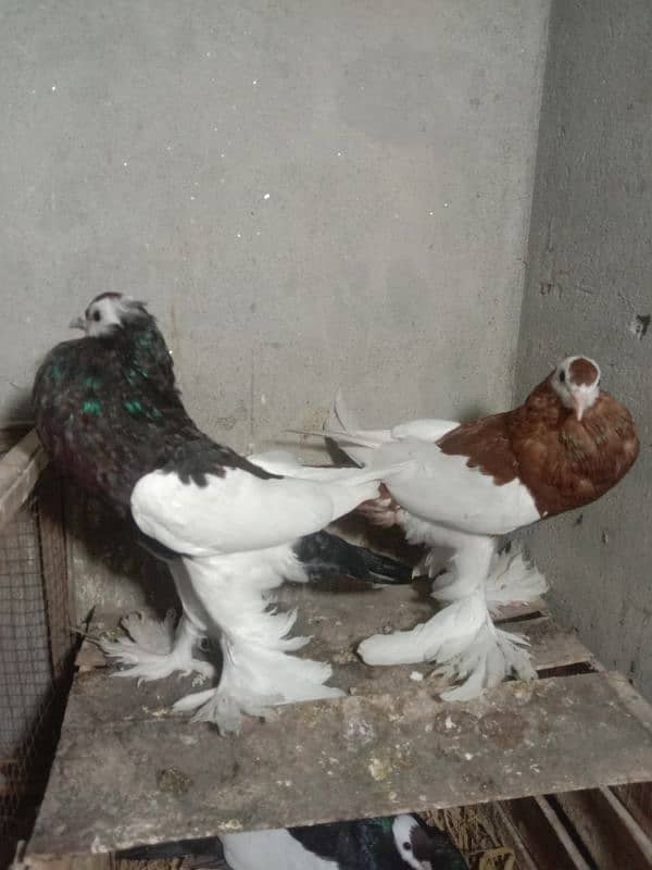 Megpei home breed pigeons 2