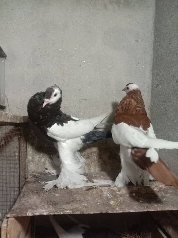 Megpei home breed pigeons 3