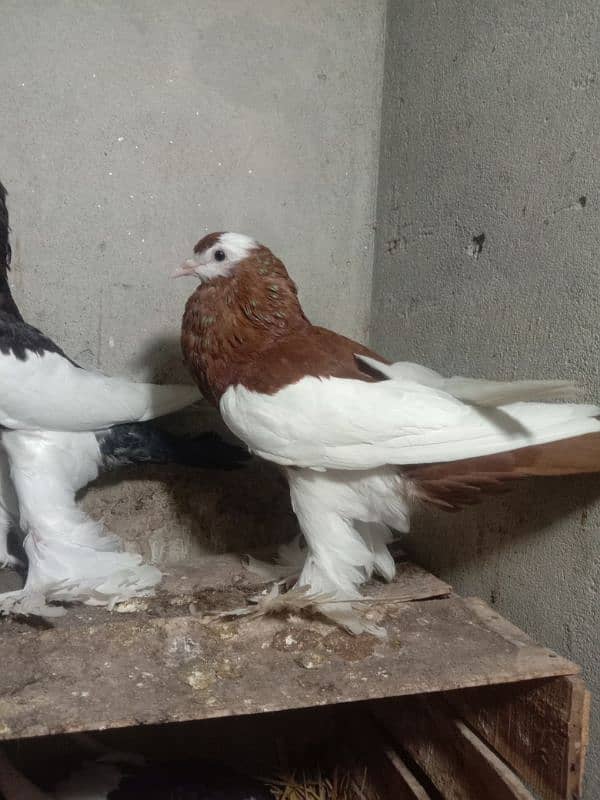 Megpei home breed pigeons 4