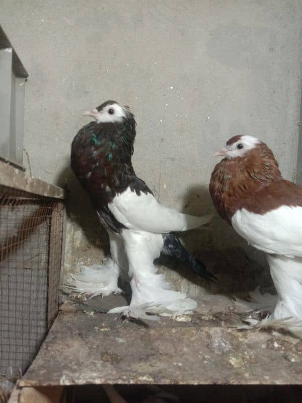 Megpei home breed pigeons 5