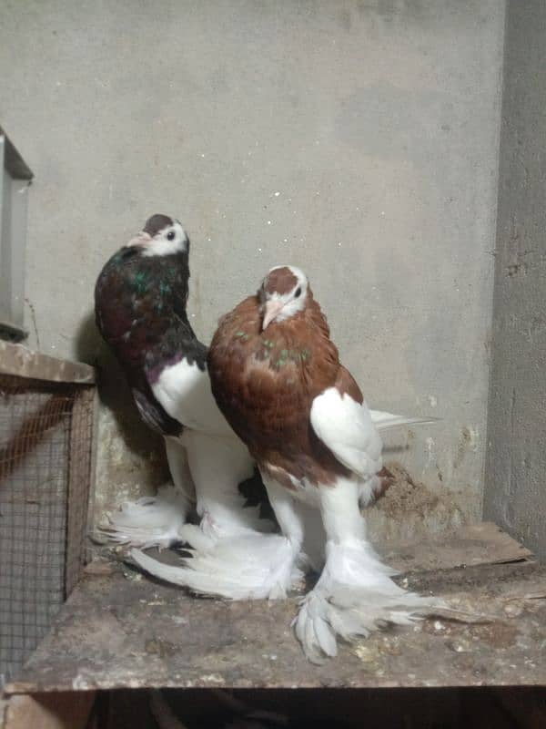 Megpei home breed pigeons 6