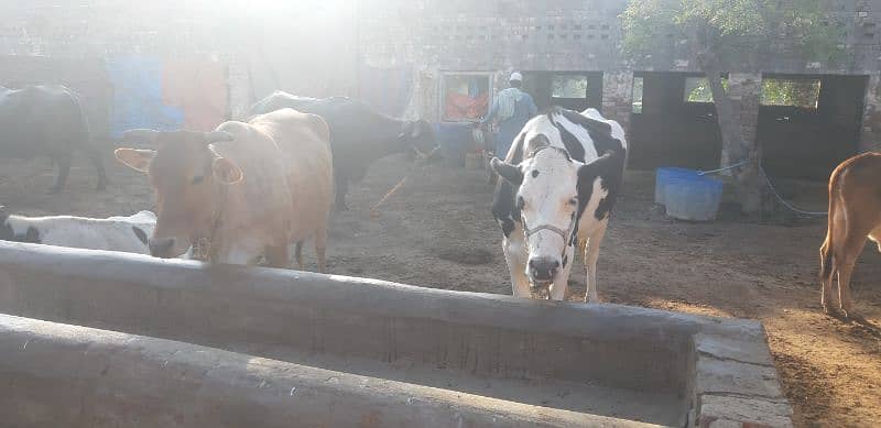 6 cows 03005163181 4