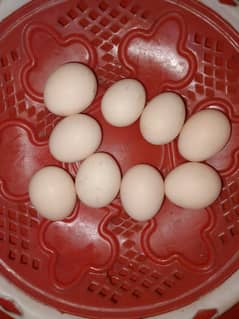 aseel eggs