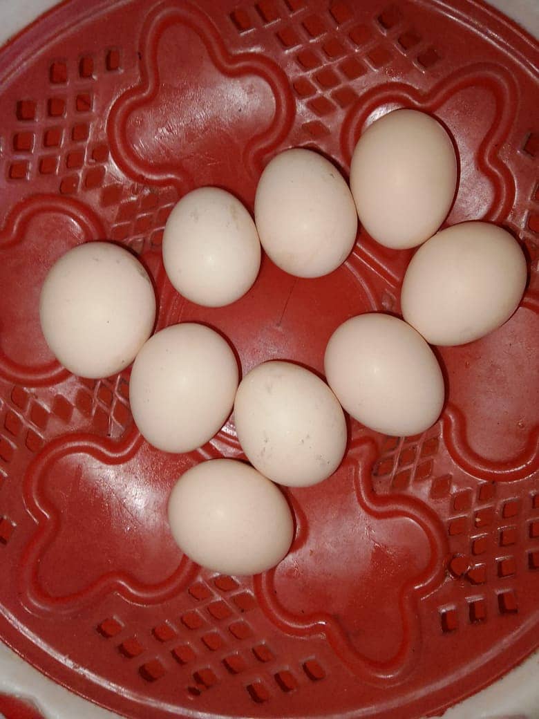 aseel eggs 1