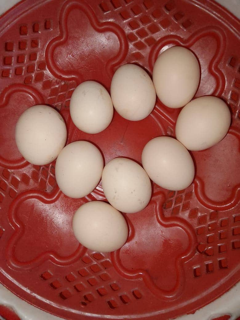 aseel eggs 2