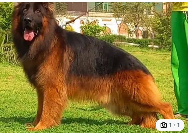 German shepherd Male for sale call on 0313,4935016 0