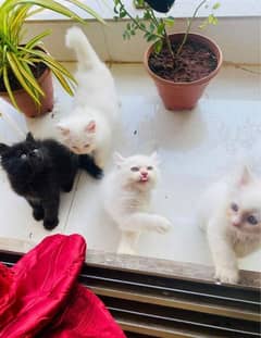 Triple coated fluffy Persian kittens for sale