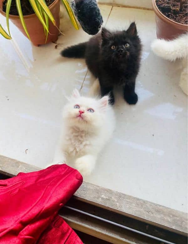 Triple coated fluffy Persian kittens for sale 1